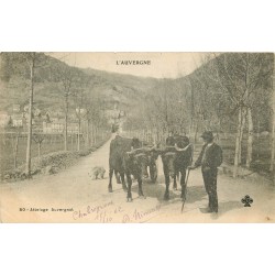 63 AUVERGNE. Attelage Auvergnat 1902