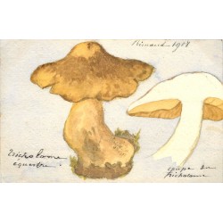 CHAMPIGNONS. Le Tricholome équestre ou Canari 1908. Peint à la main par Rimaud