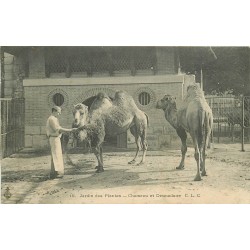 75 PARIS V. Chameau et Dromadaire au Jardin des Plantes 1905