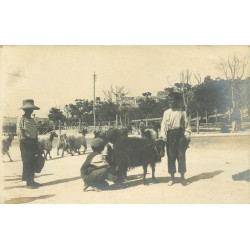 MALTA MALTE. Photo cpa rare jeunes Chevriers faisant la traite d'un Biquette