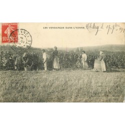 89 SAINT-BRICE-LE-VINEUX. Les Vendanges dans l'Yonne avec Hotteurs et Cueuillette du raisin 1908