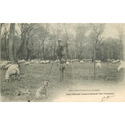 40 LANDES. Berger Landais sur échasses gardant son Troupeau de Moutons 1904