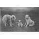 3 x Cpa CHIENS DES PYRENEES PUR. Gazot Ier Chenil Club Argelès 1905