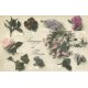 Langage des Fleurs 1911