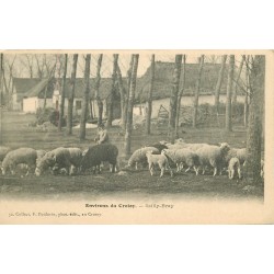 80 SAILLY-BRAY. Un Berger et ses moutons