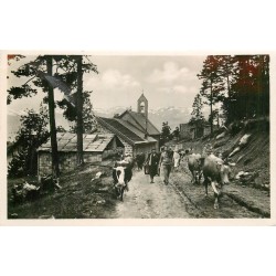 Photo Cpsm 06 PEIRA-CAVA. Départ d'un troupeau de Vaches pour le Pâturage 1934