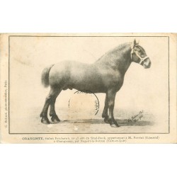 28 CHAMPEAUX. Orangiste cheval étalon Percheron à Perriot 1906