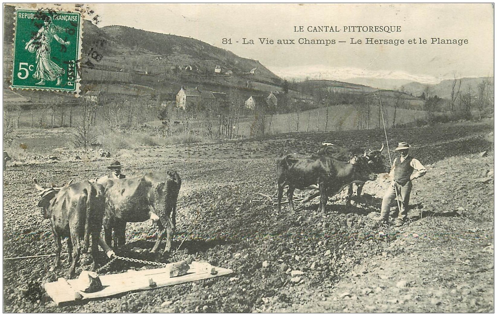 15 AUVERGNE. Hersage et Planage. La Vie aux Champs avec Paysans et Boeufs vers 1910