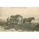 14 VILLERS-SUR-MER. Ramasseurs de Varech avec attelage 1904