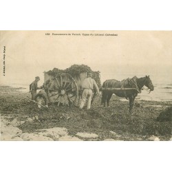 14 VILLERS-SUR-MER. Ramasseurs de Varech avec attelage 1904