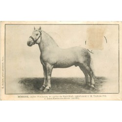 72 SAINT-MARTIN-DES-MONTS. Bésigue étalon Percheron