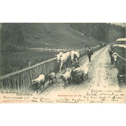SUISSE. Heimkehr von der Alp 1903