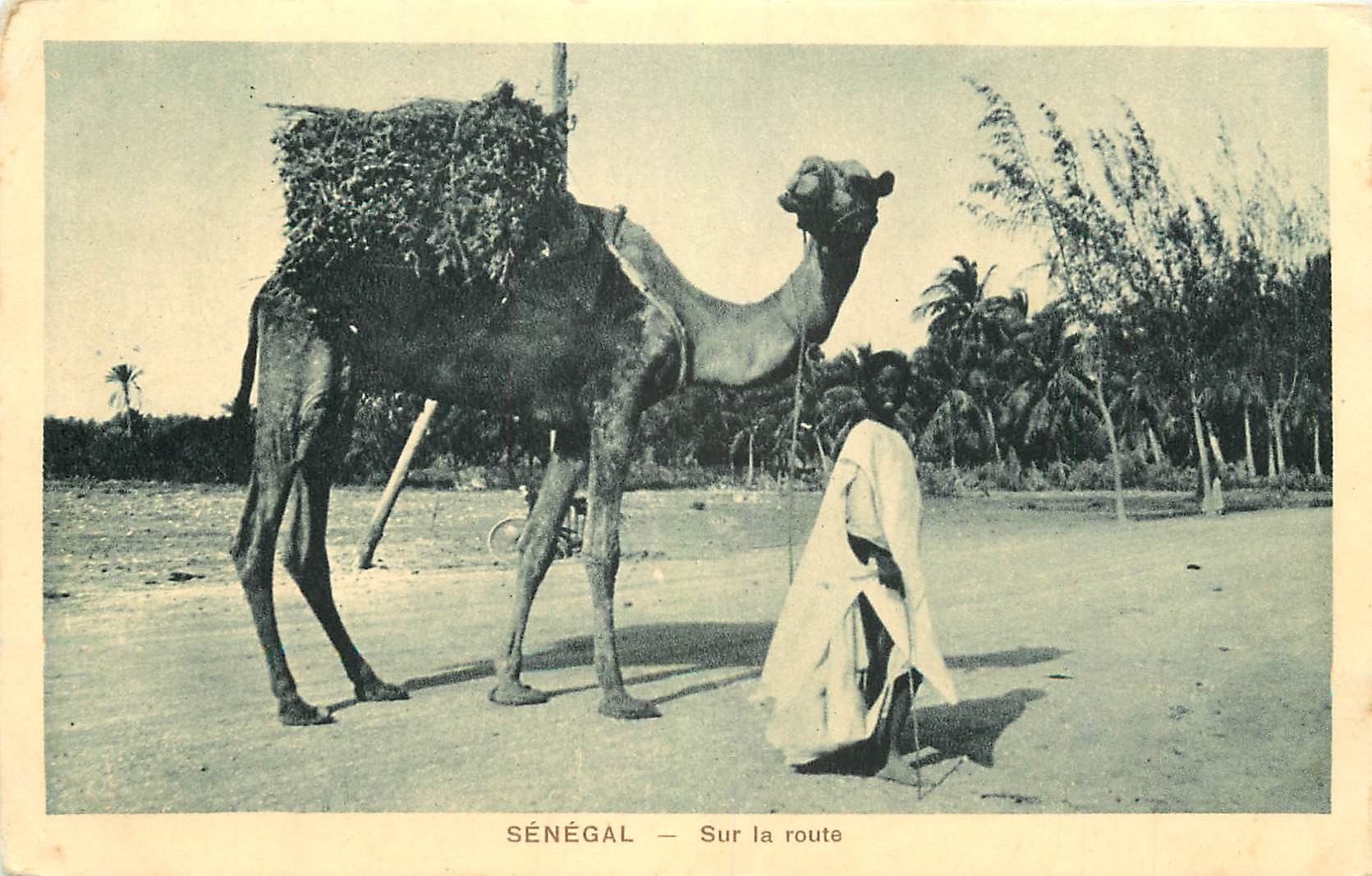 SENEGAL. Chamelier et son Dromadaire sur la Route