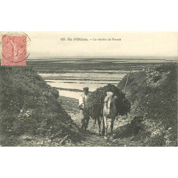 17 ILE D'OLERON. La Récolte du Varech 1907