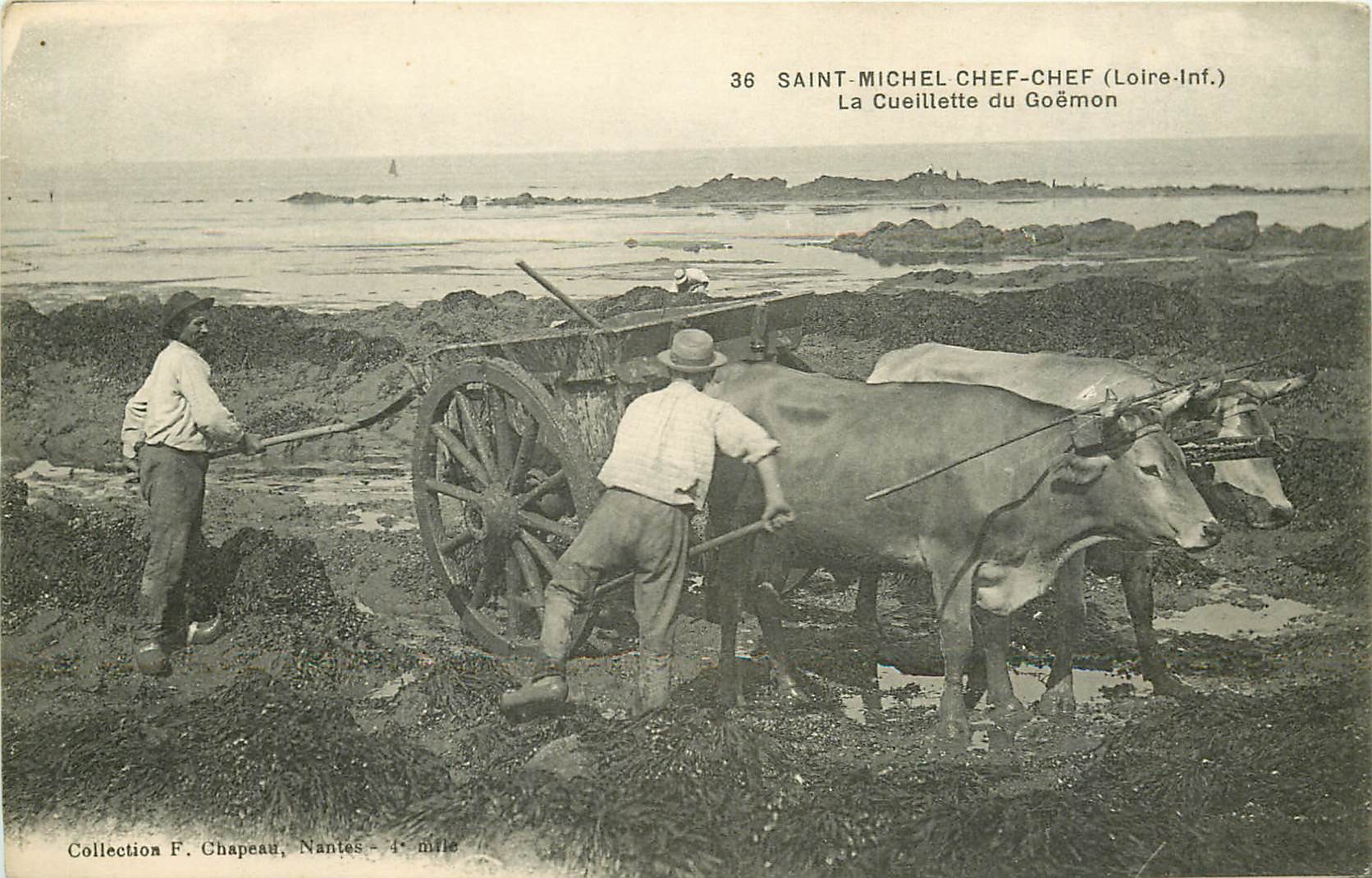 44 SAINT-MICHEL CHEF-CHEF. La Cueillette du Goëmon