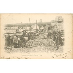 35 CANCALE. Le Triage des Huîtres 1901