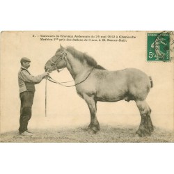 08 CHARLEVILLE. Concours de Chevaux Ardennais " Mathieu " étalon vers 1911