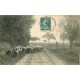 28 EN BEAUCE. Pâtre avec Chiens et Moutons aux Champs 1911