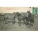 28 Elevage au Perche. Domaine de LA TOUCHE. Chevaux de 2 ans 1910