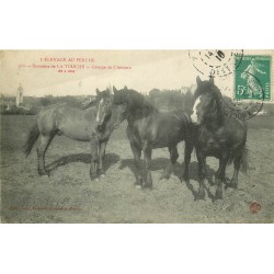 28 Elevage au Perche. Domaine de LA TOUCHE. Chevaux de 2 ans 1910