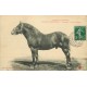28 Elevage au Perche. Domaine de CHAMPEAUX. Trocadéro Etalon Percheron 1911