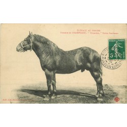 28 Elevage au Perche. Domaine de CHAMPEAUX. Trocadéro Etalon Percheron 1911