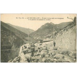 66 LE ROUSSILLON. Berger ramenant son troupeau de Moutons et cassant la croûte