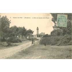 80 CAYEUX-SUR-MER. Le Bois de Sapins et le Phare vers 1906