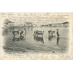 carte postale ancienne 66 PORT-VENDRES. La Presqu'Île et lavage des Vaches 1903