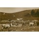 39 Berger au Pâturage du Jura avec Vaches se désaltérant
