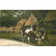 AGRICULTURE. Visite à la Ferme Servante donnant à boire au taureau en Normandie