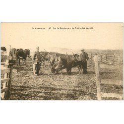 63 AUVERGNE. La traite des Vaches