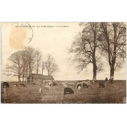 carte postale ancienne 63 AUVERGNE. Troupeau de Moutons