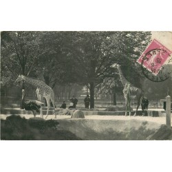 94 BOIS DE VINCENNES. Girafes et Autruches au Parc Zoologique 1935