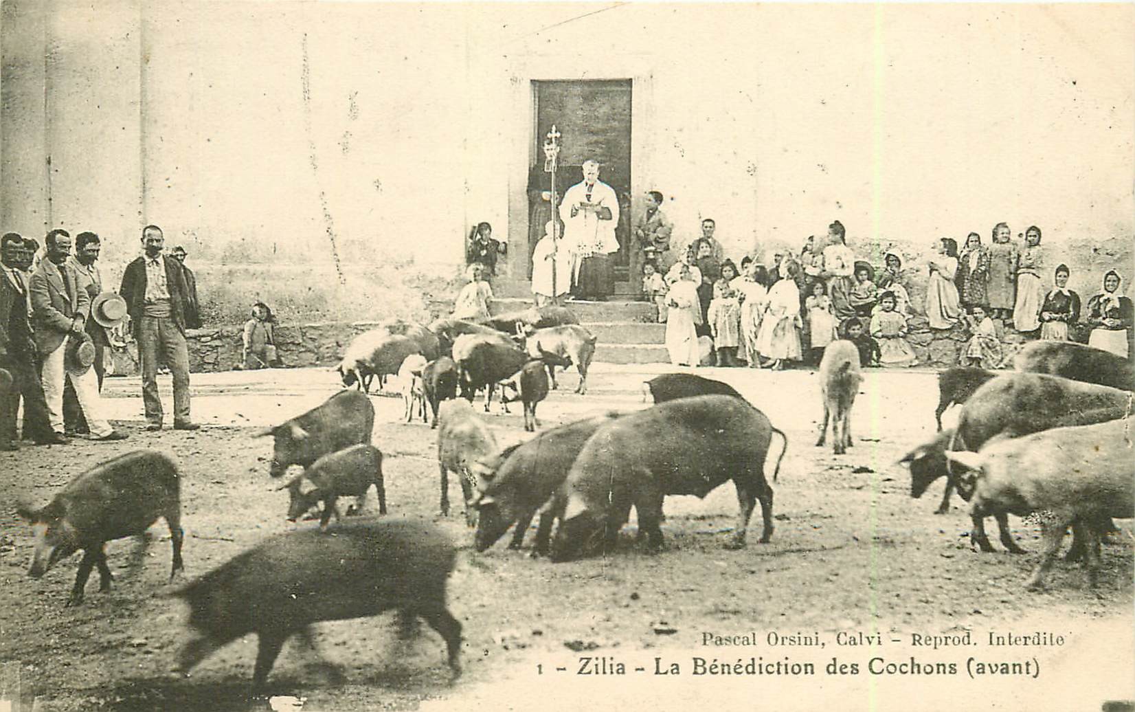 20 ZILIA. La Bénédiction des Cochons