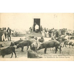 20 ZILIA. La Bénédiction des Cochons après 1913