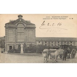 94 MAISONS-ALFORT. Attelage de Boeufs à l'Usine Springer 1916