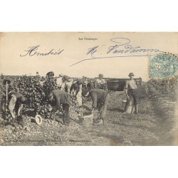 LES VENDANGES. La récolte du raisin à la main 1905