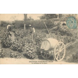 LES VENDANGES. Le Sulfatage de la Vigne 1905