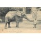 PARIS 05. Au Jardin des Plantes Eléphant Saïb et son Cornac Neff 1915