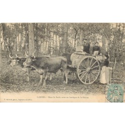 40 LANDES. En Forêt mise en barrique de la Résine avec attelage de Boeufs 1905