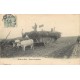 94 SUCY-EN-BRIE. Scène champêtre avec attelage de Boeuf 1905
