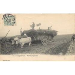 94 SUCY-EN-BRIE. Scène champêtre avec attelage de Boeuf 1905