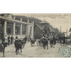 88 SCHLUCHT. Le Bétail repasse la Frontière sous le contrôle des Douaniers 1905