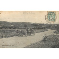 69 FLEURIE. Attelage de Boeufs les Garrants 1906