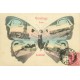 South Africa DURBAN 1907. Greetings from... femme papillon