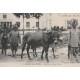 Campagne de 1914. ARMEE DES INDES. Muletiers et leurs Mules