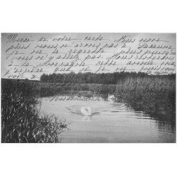 carte postale ancienne 34 BEZIERS. Cygnes sur un Etang 1904. Carte vert amande