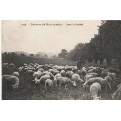 77 DAMMARTIN environs. Troupeau de moutons et son berger dans la Prairie 1932