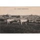 77 DAMMARTIN. Paysage Dammartinois avec boeuf au labour 1934